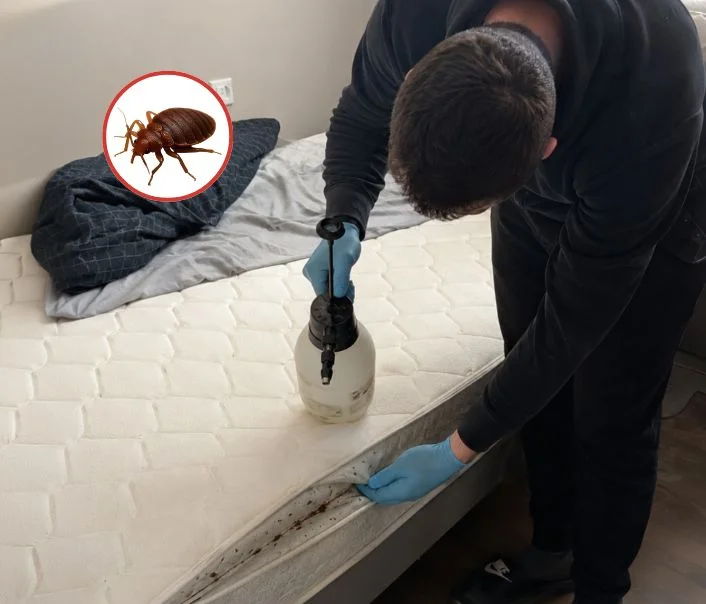 Technicien traitant un matelas contre les punaises de lit à Saint-Martin-du-Tertre